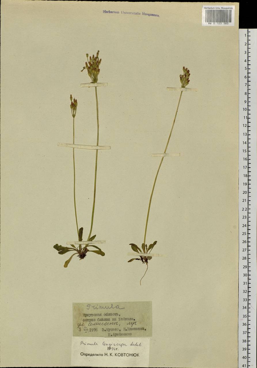 Primula longiscapa Ledeb., Siberia, Baikal & Transbaikal region (S4) (Russia)