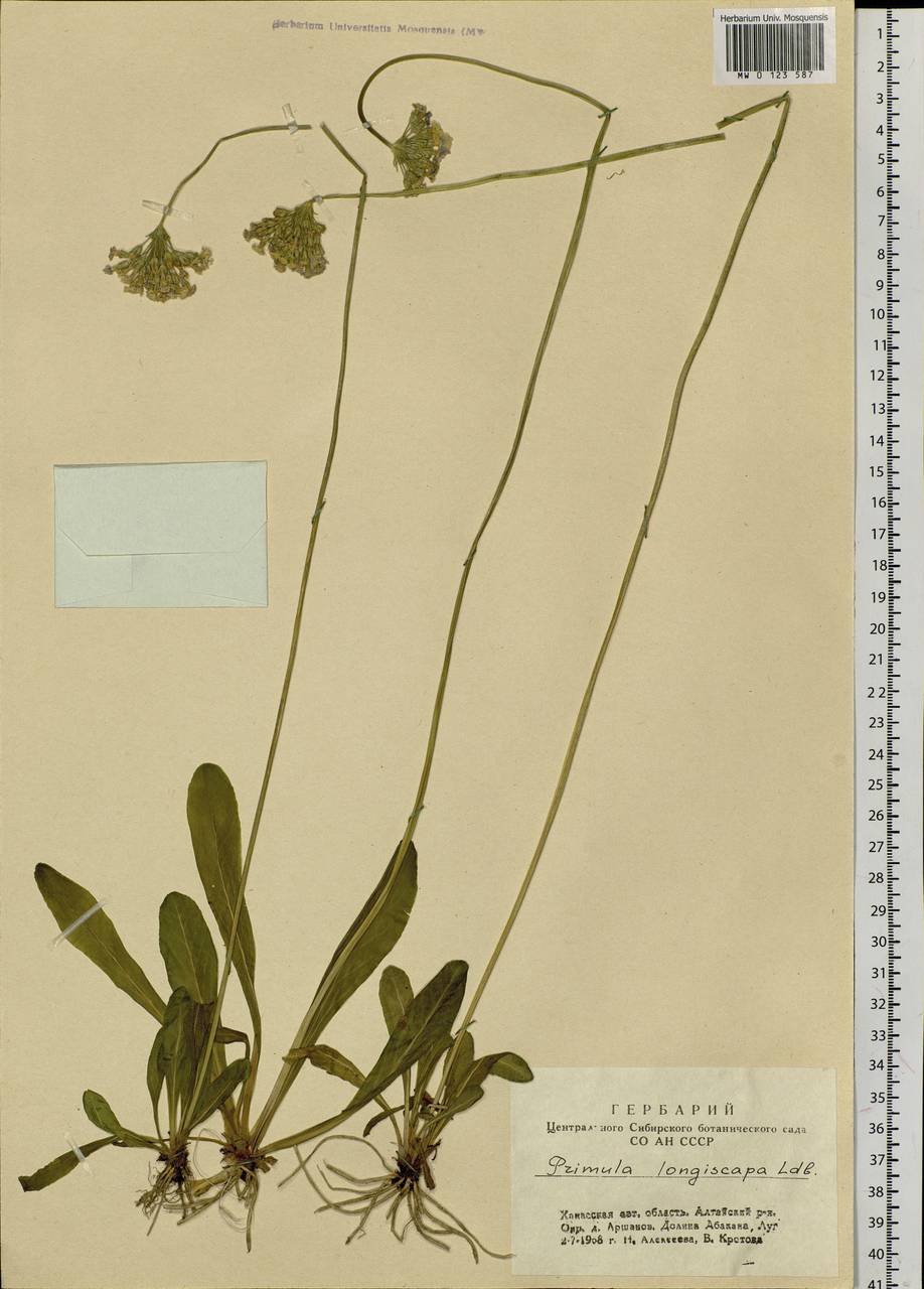 Primula longiscapa Ledeb., Siberia, Altai & Sayany Mountains (S2) (Russia)