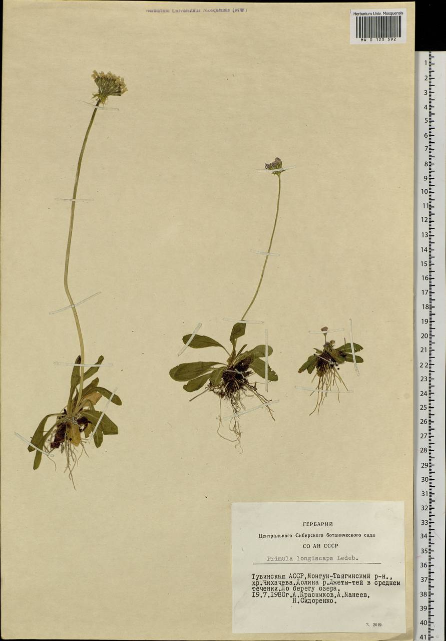 Primula longiscapa Ledeb., Siberia, Altai & Sayany Mountains (S2) (Russia)