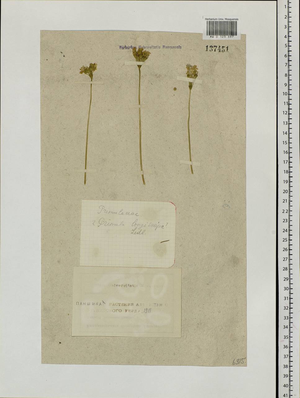 Primula longiscapa Ledeb., Siberia, Altai & Sayany Mountains (S2) (Russia)