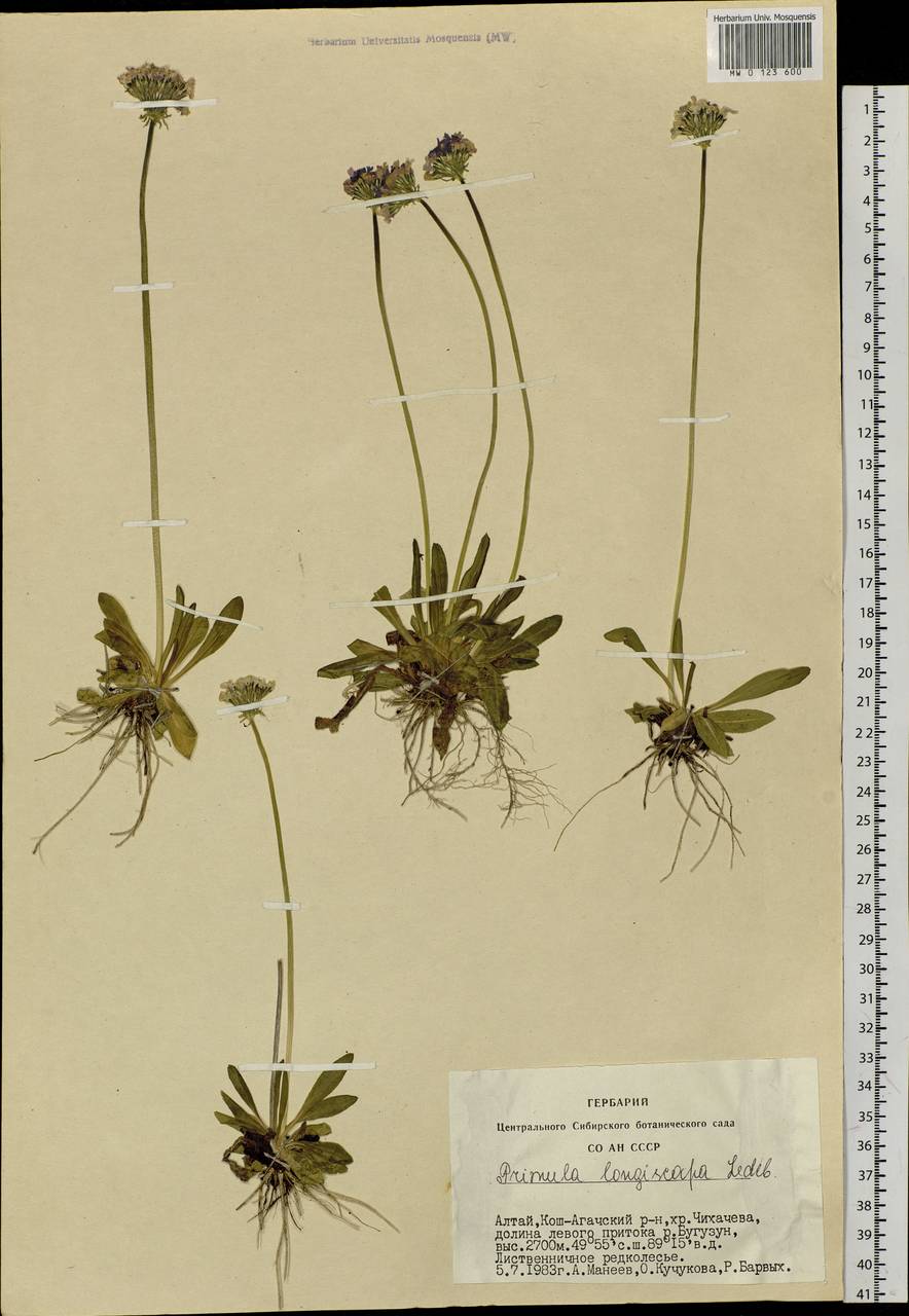 Primula longiscapa Ledeb., Siberia, Altai & Sayany Mountains (S2) (Russia)