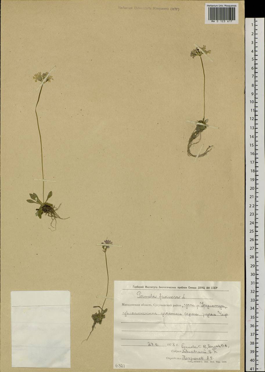Primula farinosa L., Siberia, Chukotka & Kamchatka (S7) (Russia)