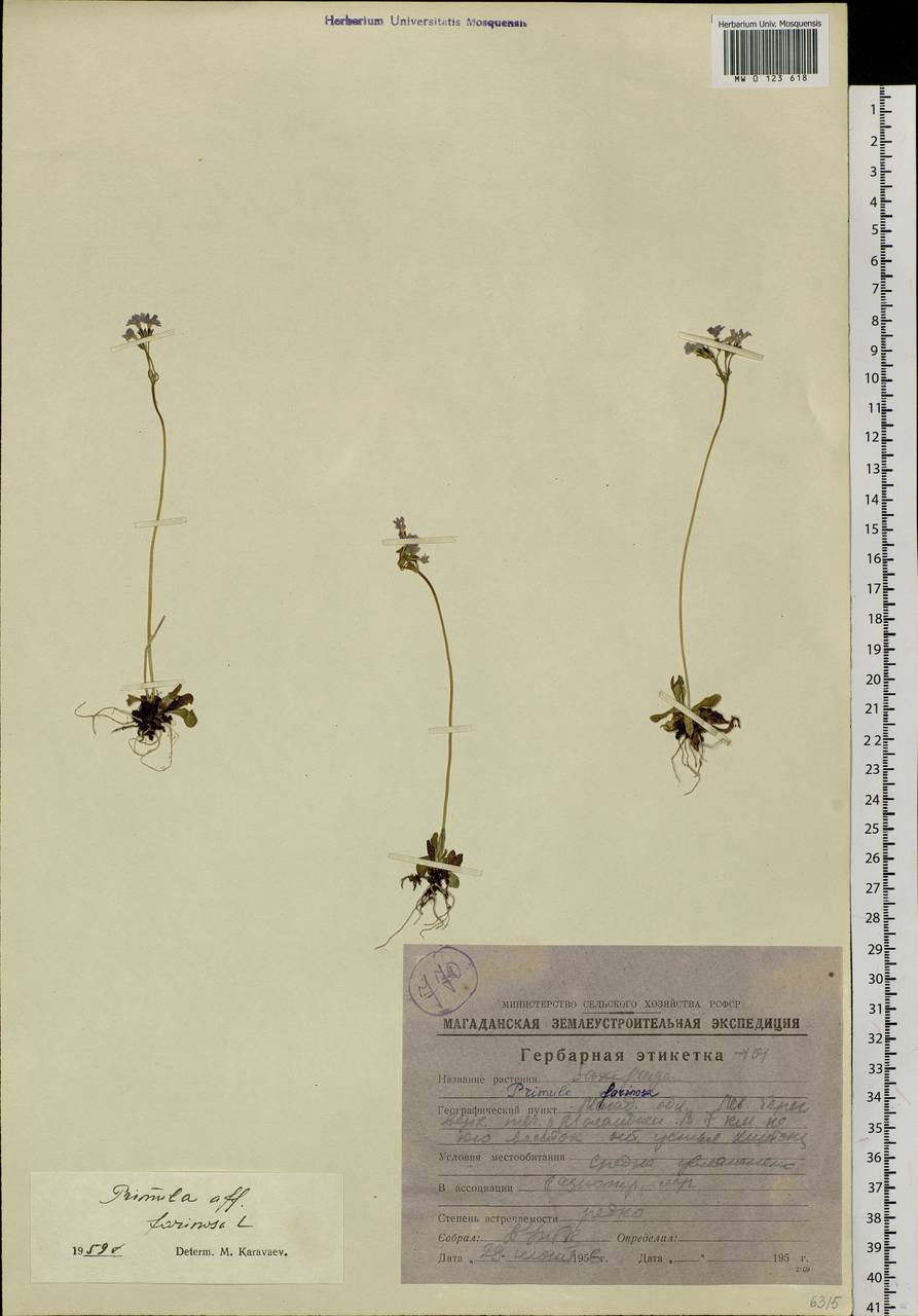 Primula farinosa L., Siberia, Chukotka & Kamchatka (S7) (Russia)