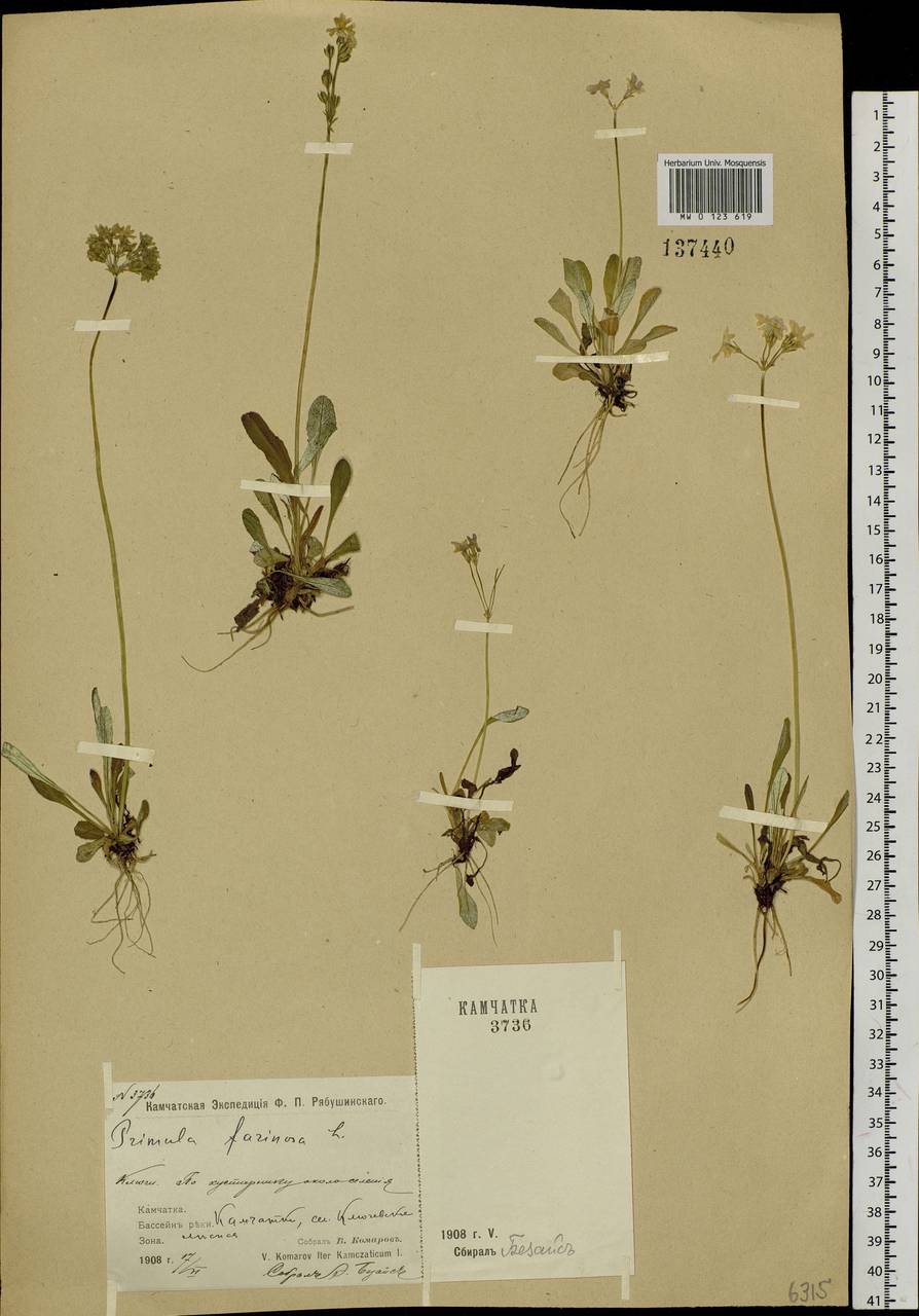 Primula farinosa L., Siberia, Chukotka & Kamchatka (S7) (Russia)