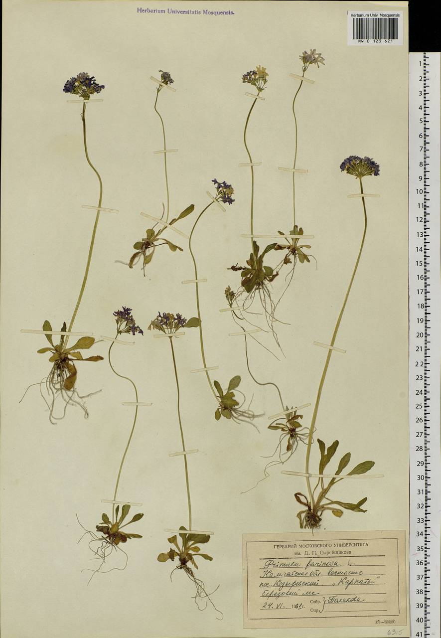 Primula farinosa L., Siberia, Chukotka & Kamchatka (S7) (Russia)
