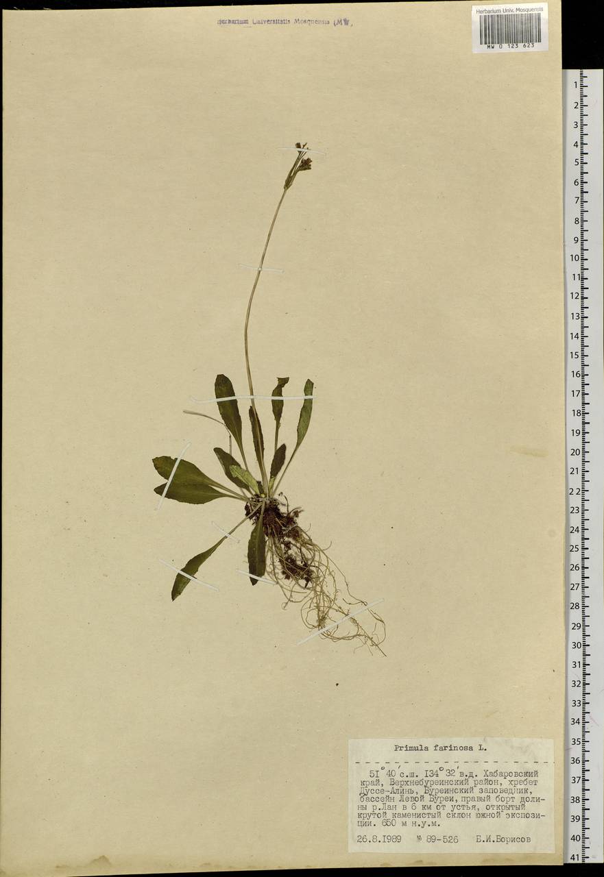 Primula farinosa L., Siberia, Russian Far East (S6) (Russia)