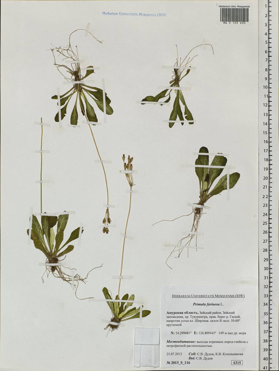 Primula farinosa L., Siberia, Russian Far East (S6) (Russia)