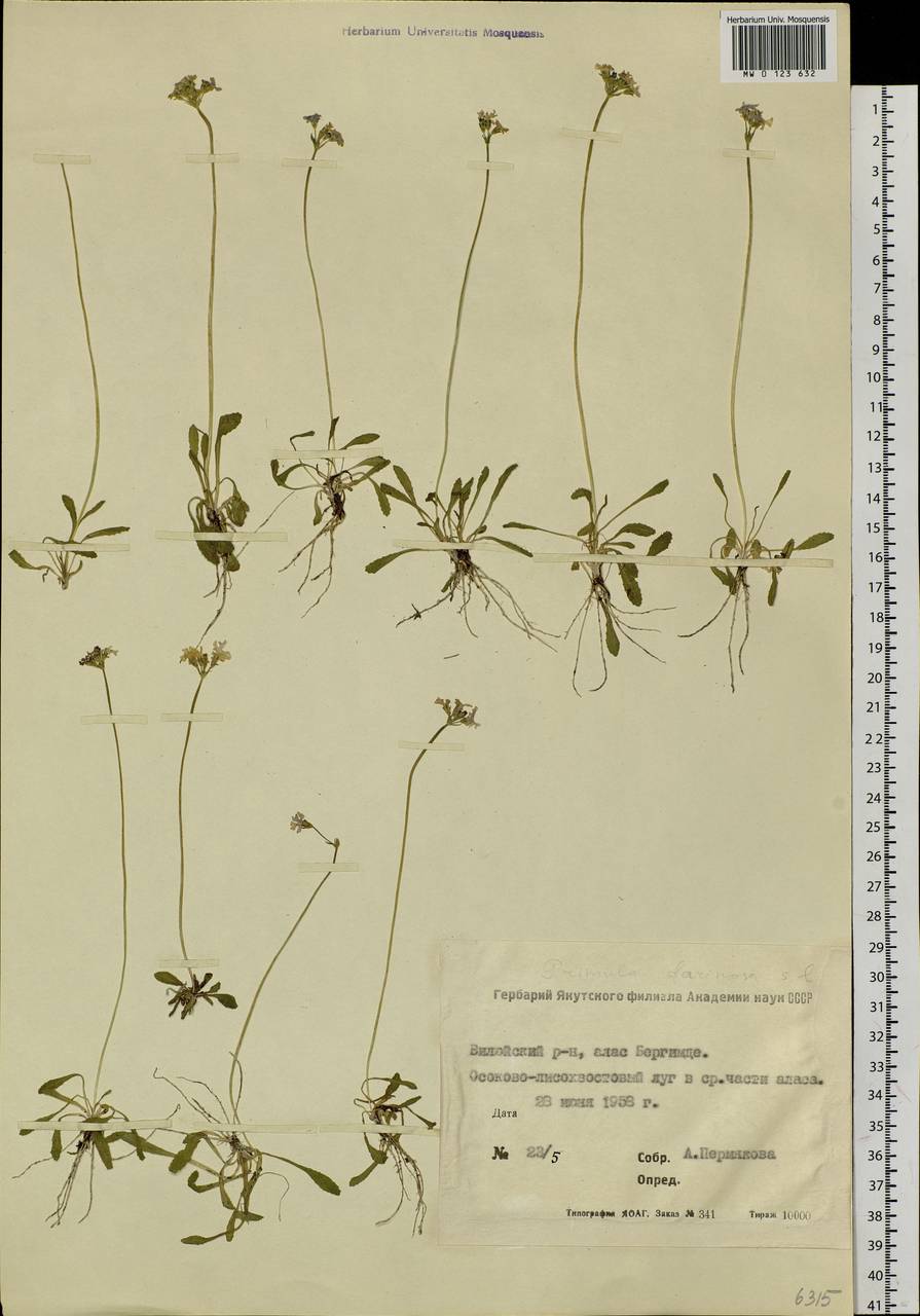 Primula farinosa L., Siberia, Yakutia (S5) (Russia)
