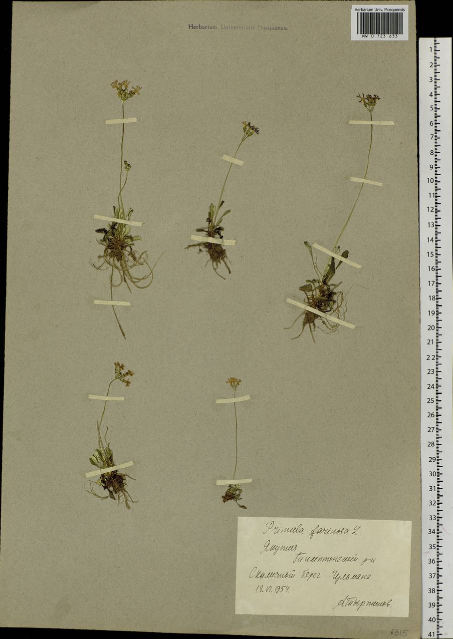 Primula farinosa L., Siberia, Yakutia (S5) (Russia)