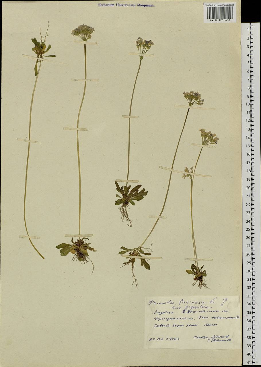 Primula farinosa L., Siberia, Yakutia (S5) (Russia)