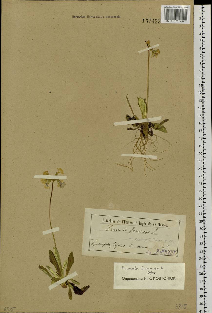Primula farinosa L., Siberia, Baikal & Transbaikal region (S4) (Russia)