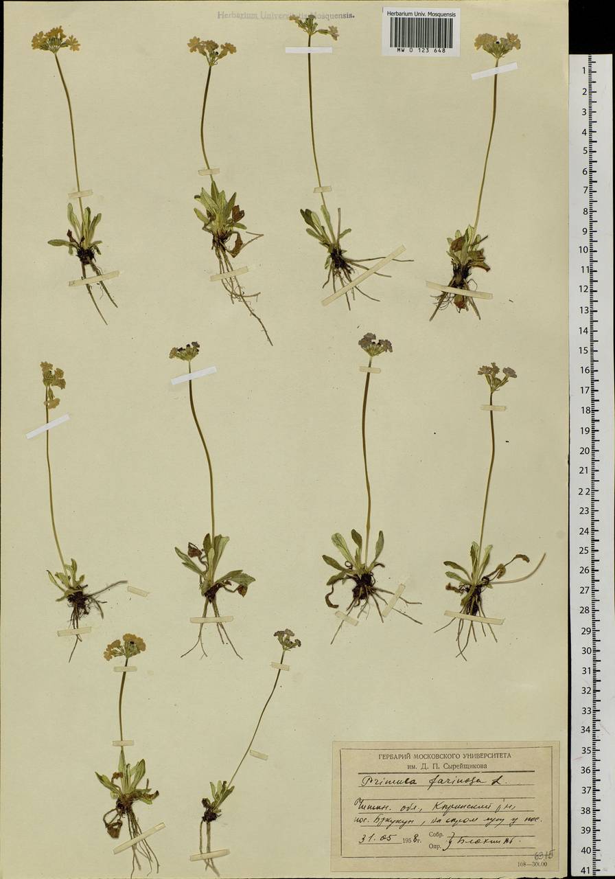 Primula farinosa L., Siberia, Baikal & Transbaikal region (S4) (Russia)