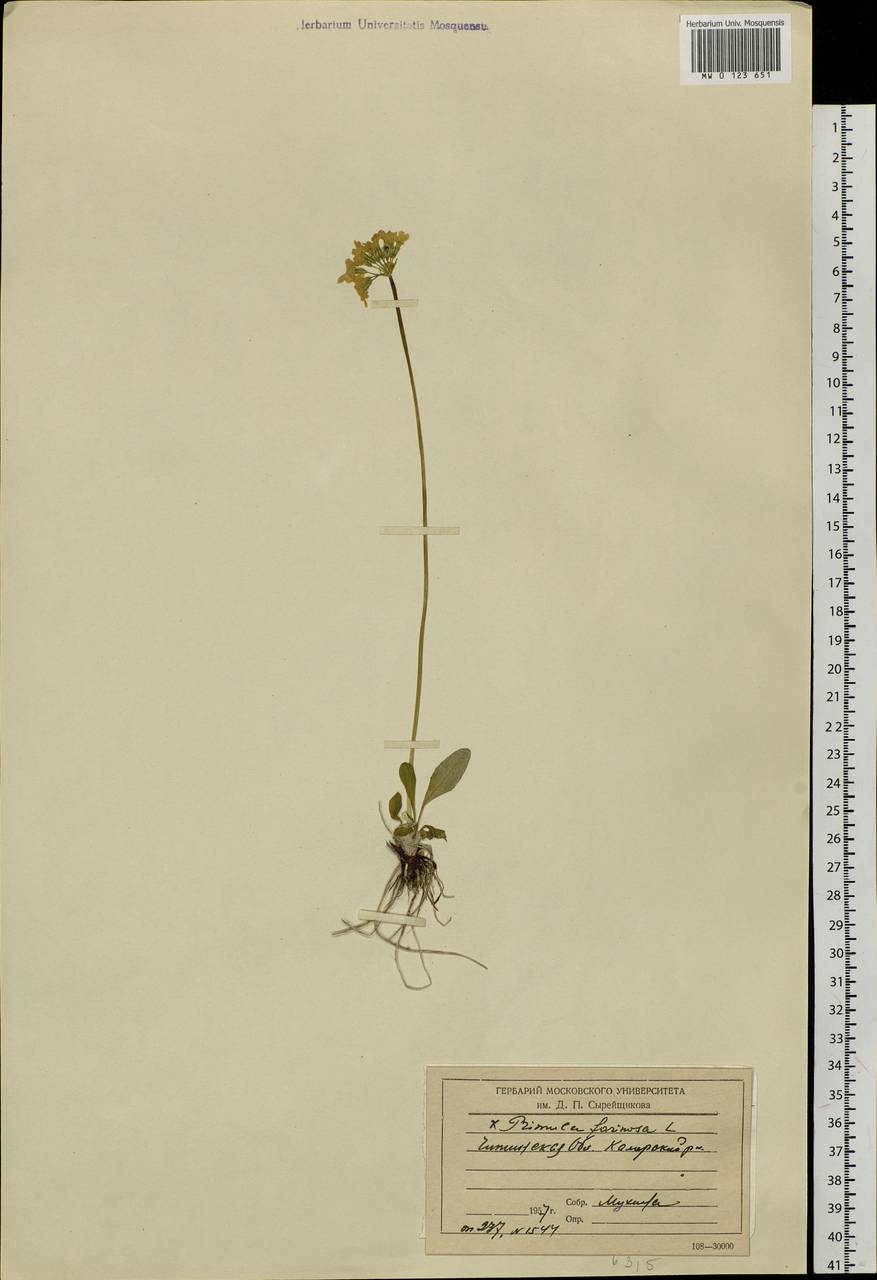Primula farinosa L., Siberia, Baikal & Transbaikal region (S4) (Russia)