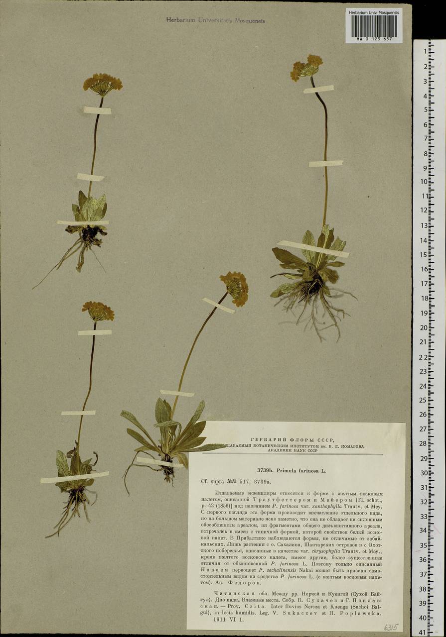 Primula farinosa L., Siberia, Baikal & Transbaikal region (S4) (Russia)