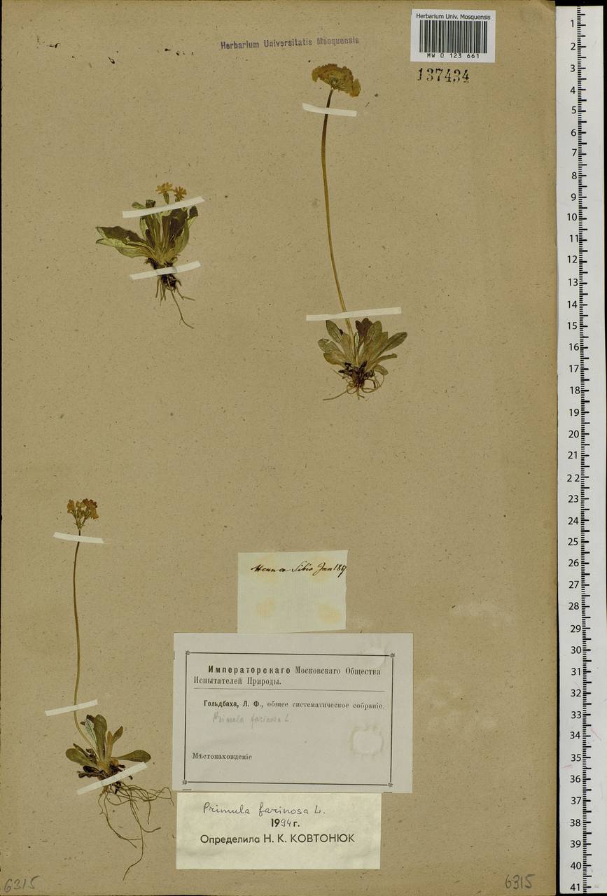 Primula farinosa L., Siberia, Baikal & Transbaikal region (S4) (Russia)