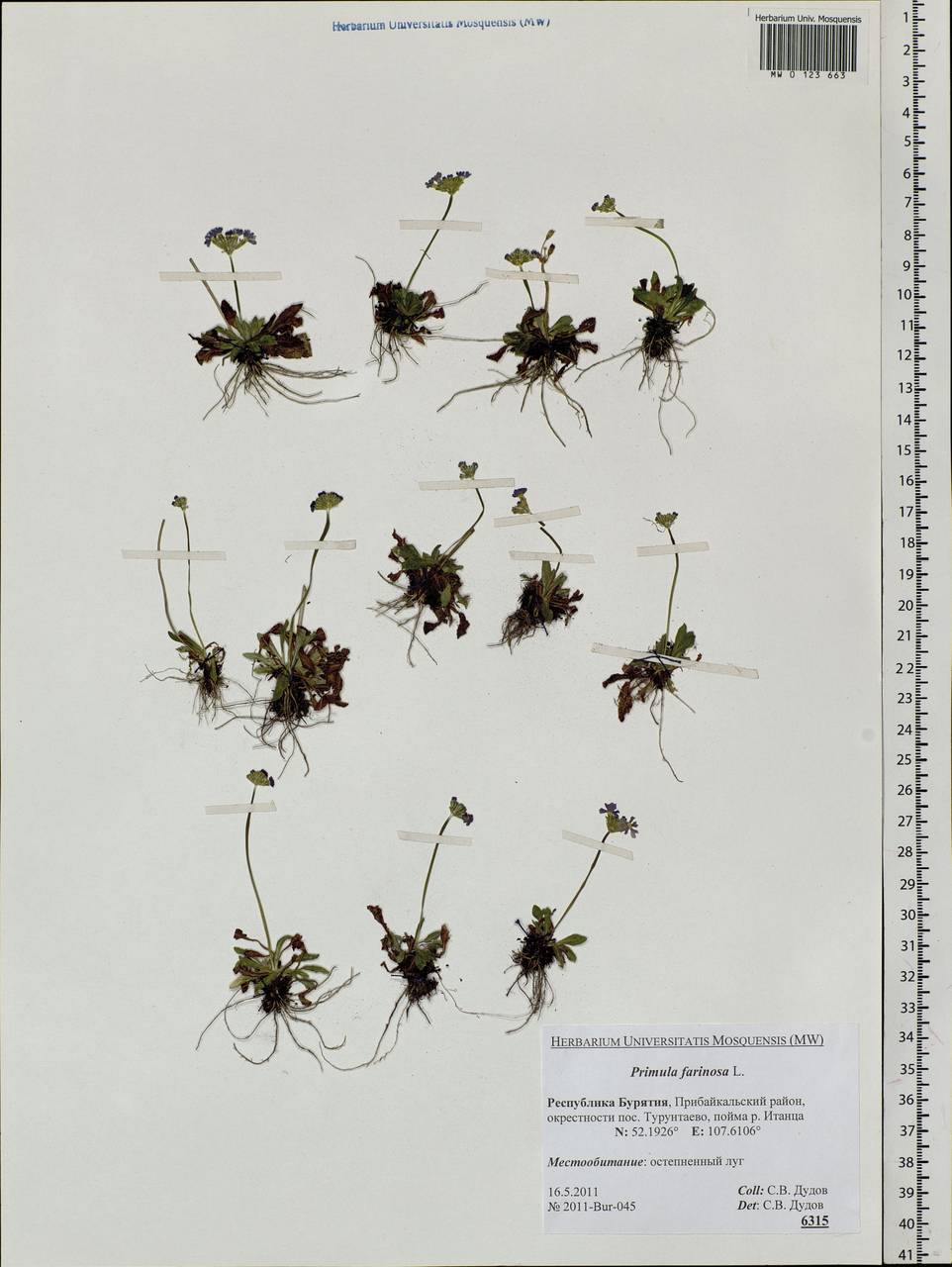 Primula farinosa L., Siberia, Baikal & Transbaikal region (S4) (Russia)