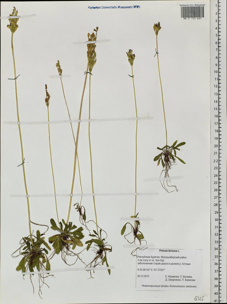 Primula farinosa L., Siberia, Baikal & Transbaikal region (S4) (Russia)