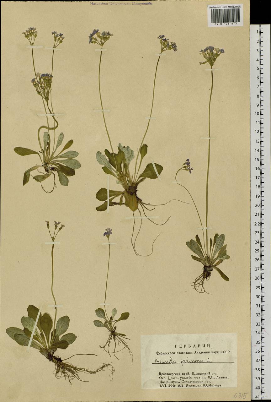 Primula farinosa L., Siberia, Altai & Sayany Mountains (S2) (Russia)