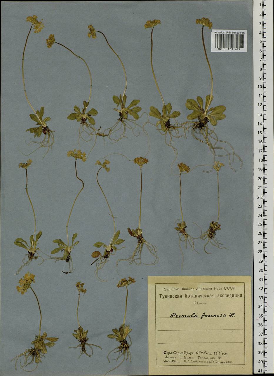 Primula farinosa L., Siberia, Altai & Sayany Mountains (S2) (Russia)