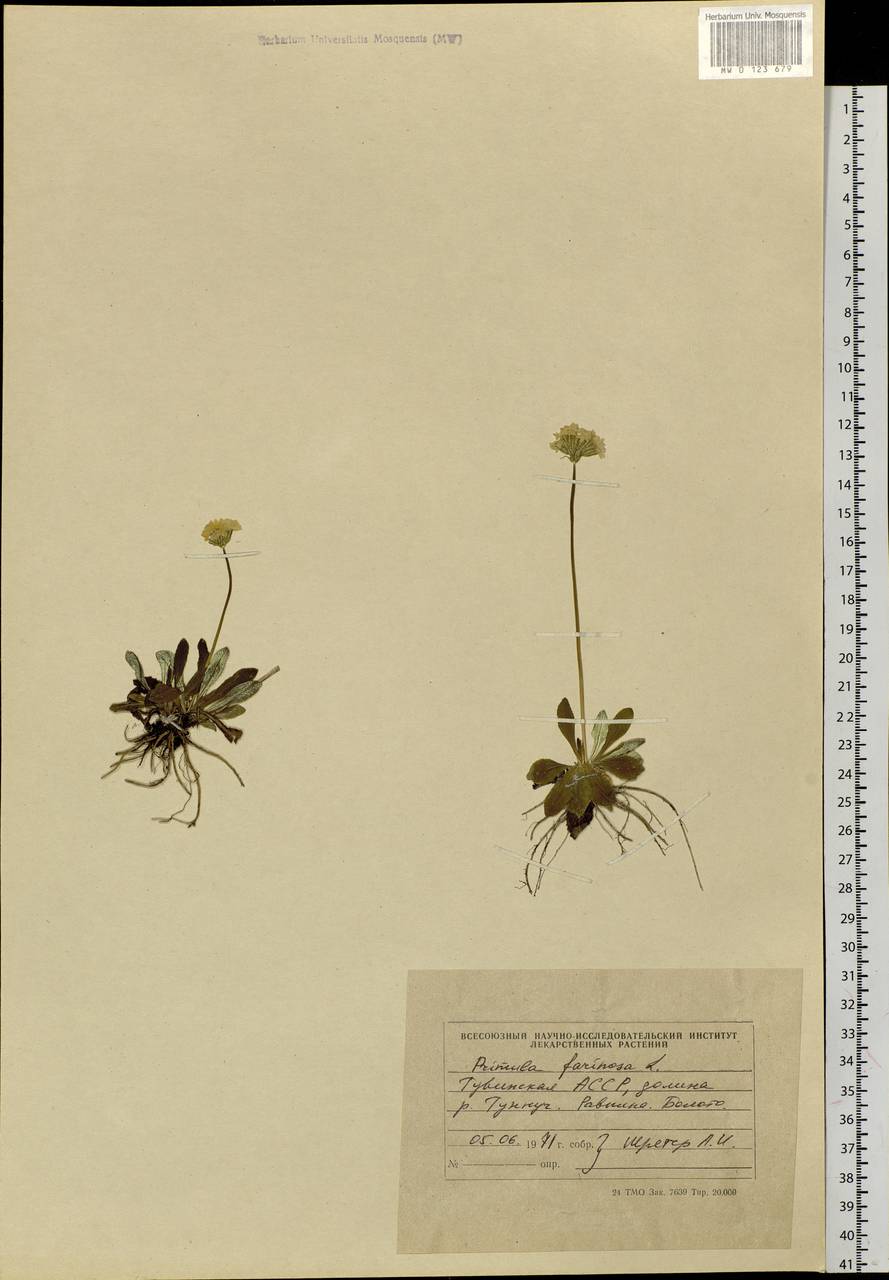 Primula farinosa L., Siberia, Altai & Sayany Mountains (S2) (Russia)