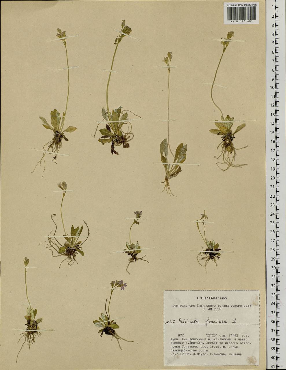 Primula farinosa L., Siberia, Altai & Sayany Mountains (S2) (Russia)