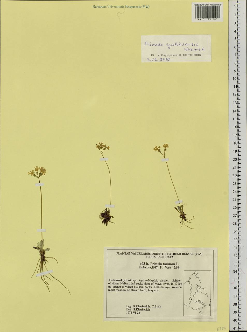 Primula egaliksensis Wormsk. ex Hornem., Siberia, Russian Far East (S6) (Russia)