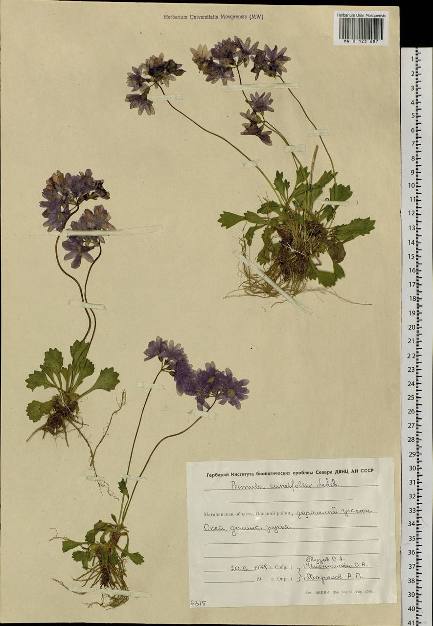 Primula cuneifolia Ledeb., Siberia, Chukotka & Kamchatka (S7) (Russia)
