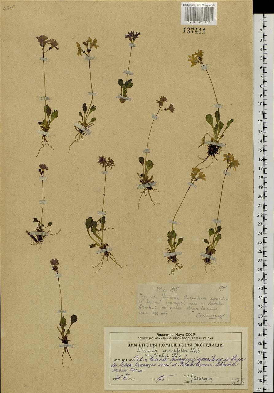 Primula cuneifolia Ledeb., Siberia, Chukotka & Kamchatka (S7) (Russia)
