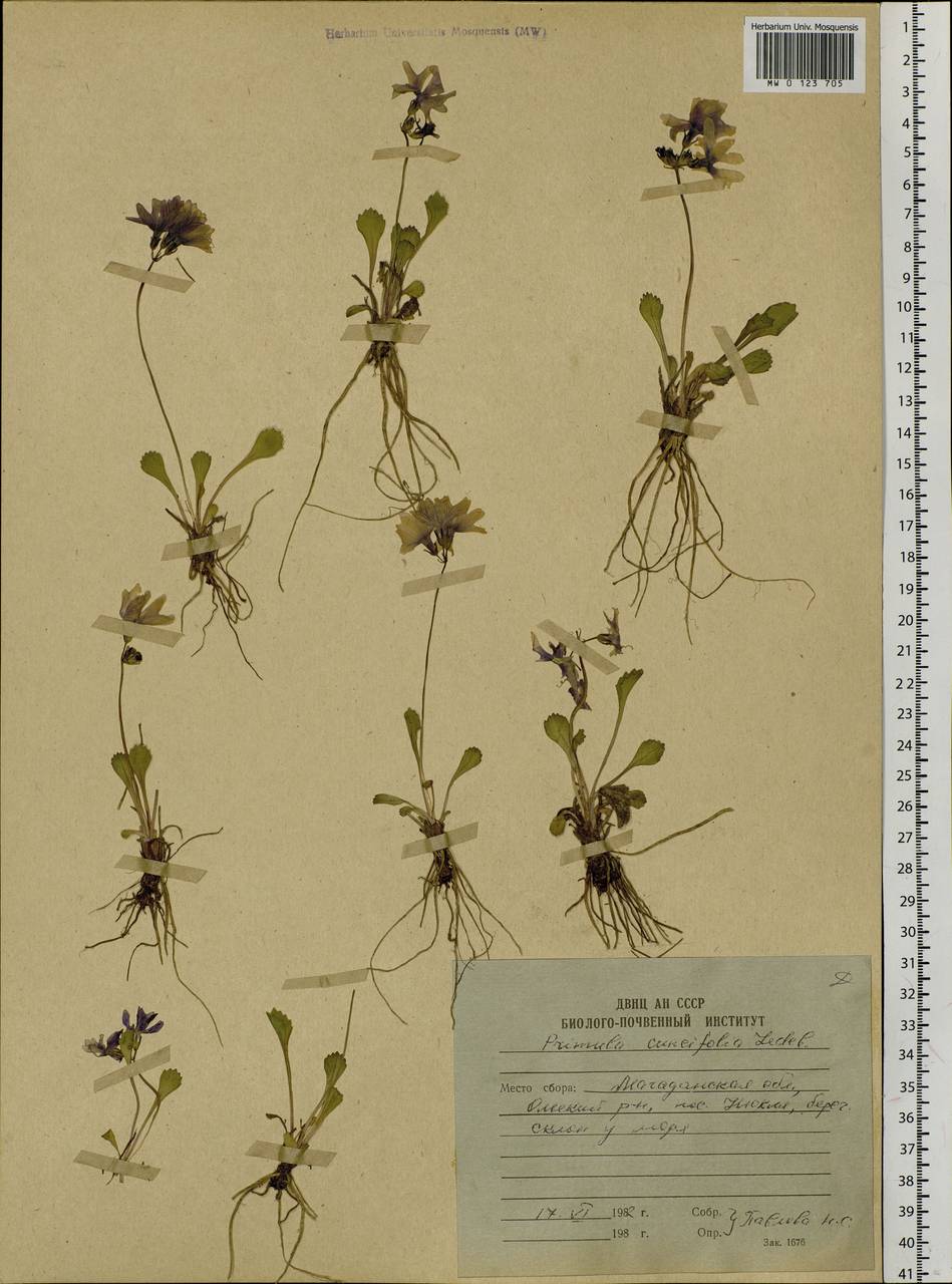 Primula cuneifolia Ledeb., Siberia, Chukotka & Kamchatka (S7) (Russia)