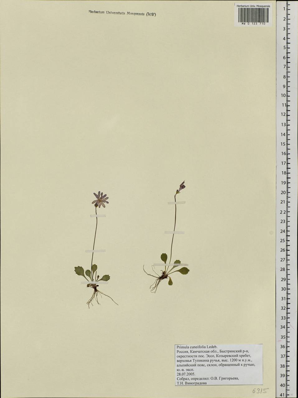 Primula cuneifolia Ledeb., Siberia, Chukotka & Kamchatka (S7) (Russia)