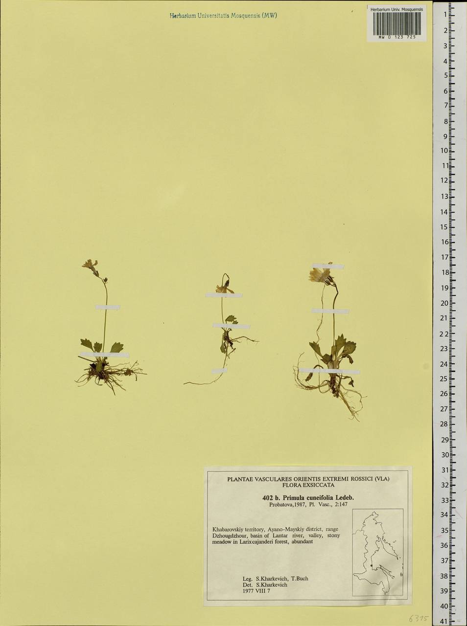 Primula cuneifolia Ledeb., Siberia, Russian Far East (S6) (Russia)