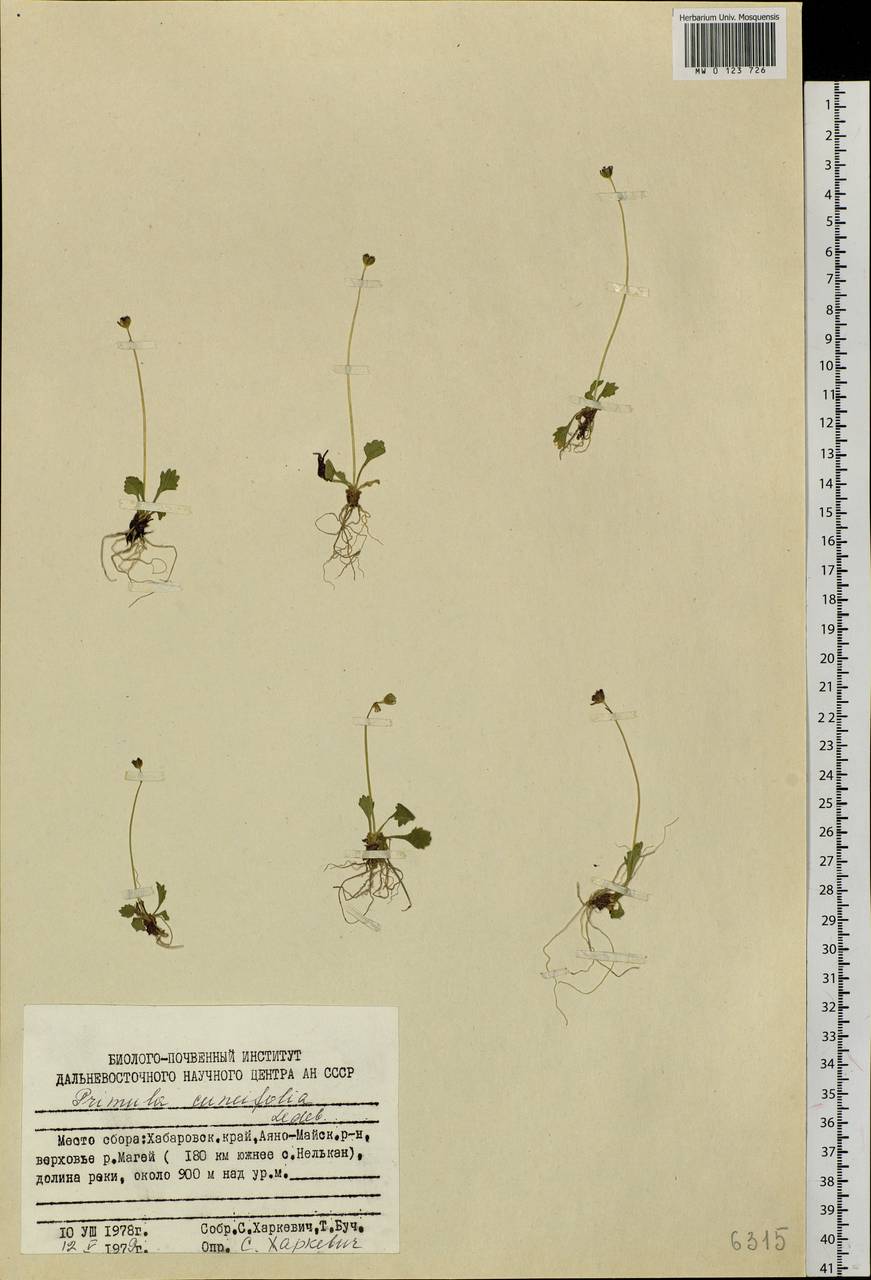 Primula cuneifolia Ledeb., Siberia, Russian Far East (S6) (Russia)