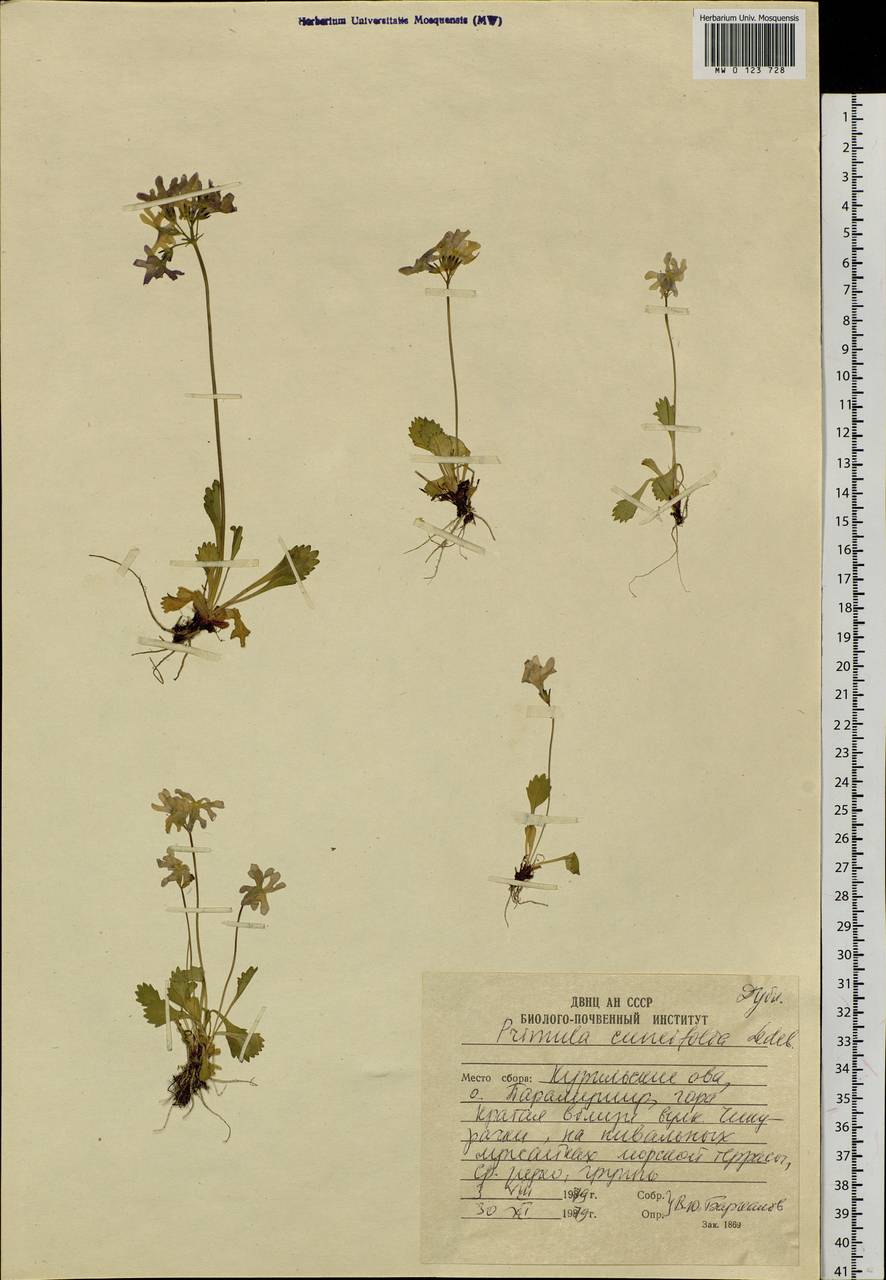 Primula cuneifolia Ledeb., Siberia, Russian Far East (S6) (Russia)