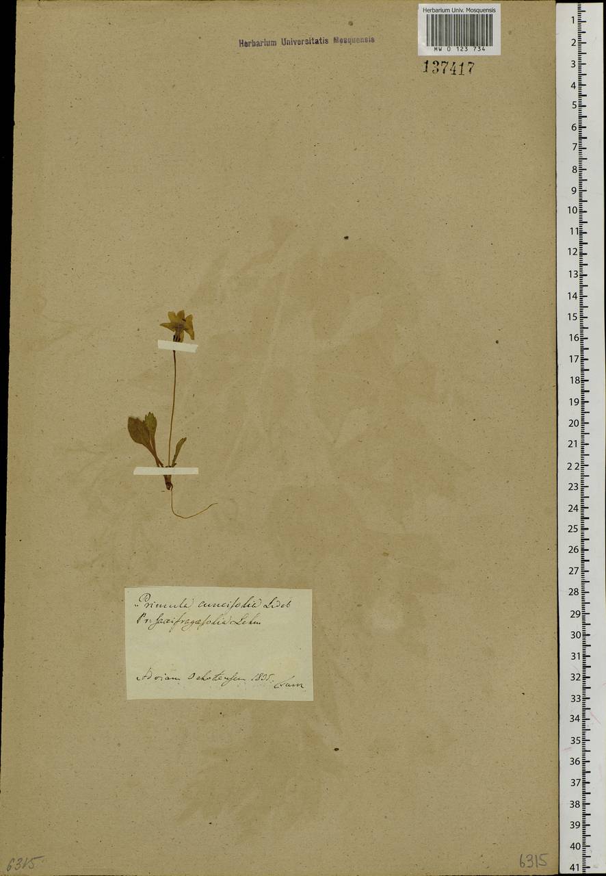 Primula cuneifolia Ledeb., Siberia, Yakutia (S5) (Russia)