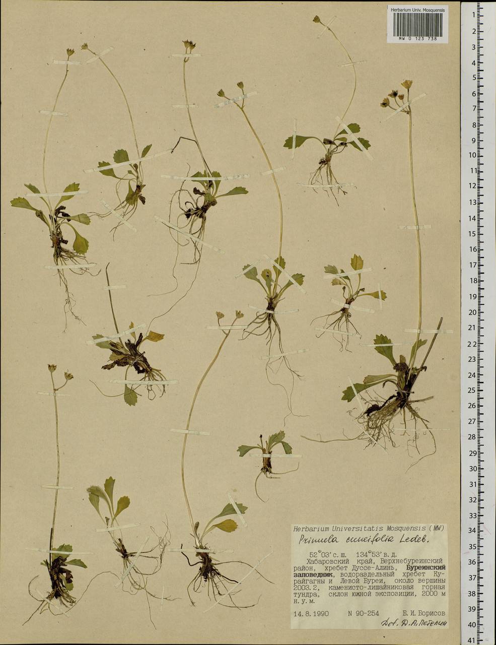 Primula cuneifolia Ledeb., Siberia, Russian Far East (S6) (Russia)