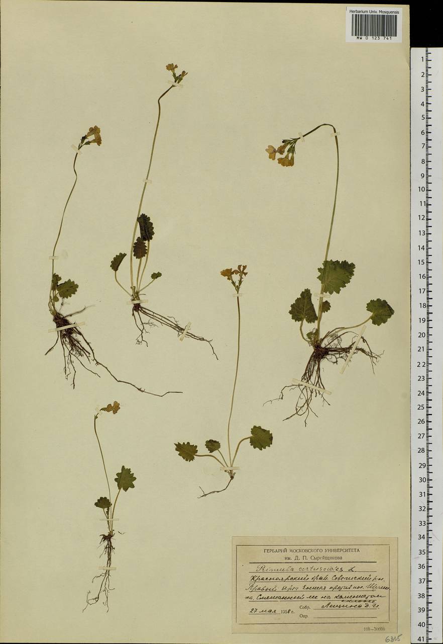 Primula cortusoides L., Siberia, Central Siberia (S3) (Russia)