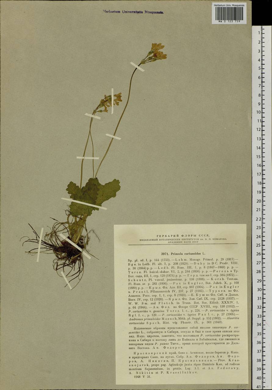 Primula cortusoides L., Siberia, Central Siberia (S3) (Russia)