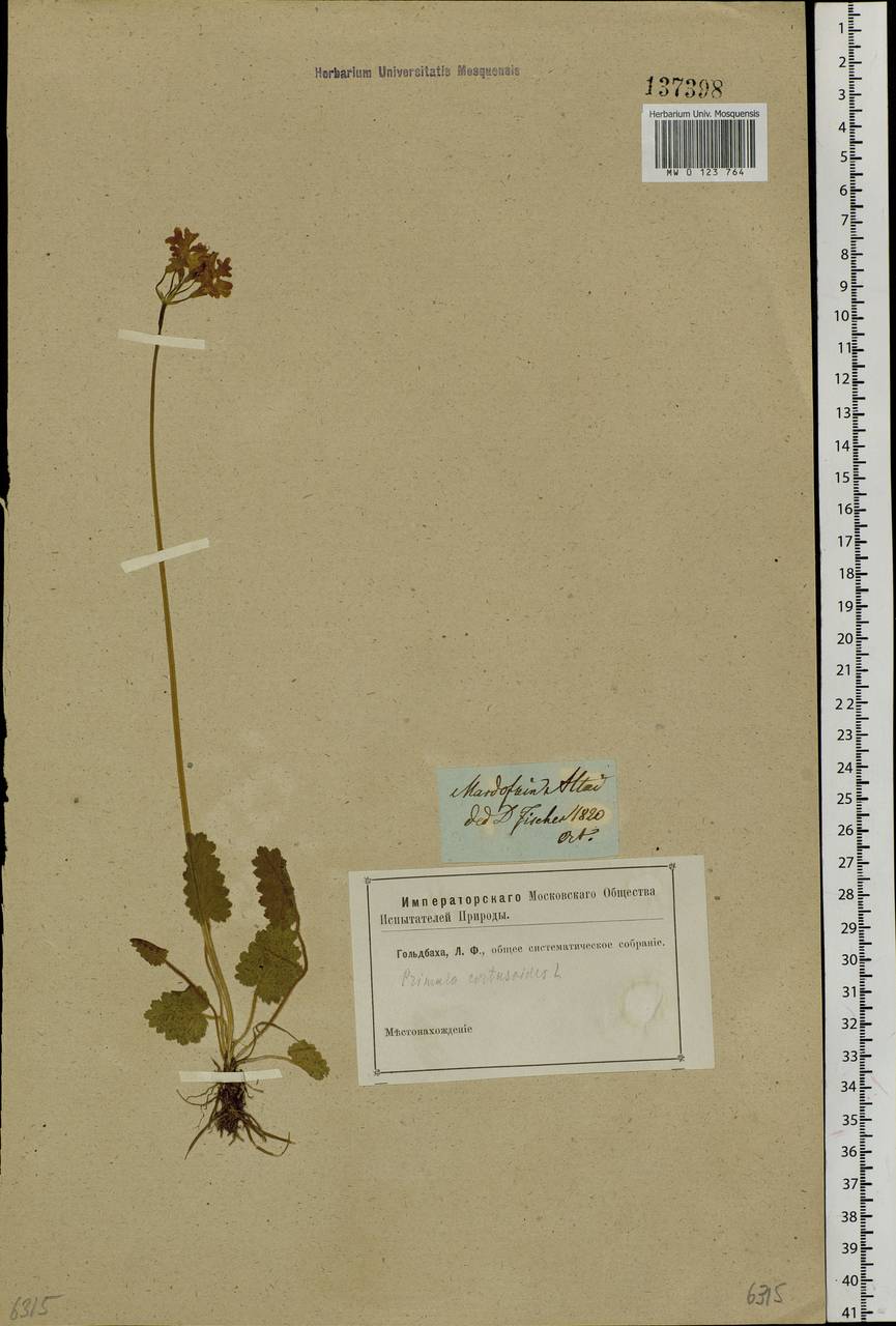 Primula cortusoides L., Siberia, Altai & Sayany Mountains (S2) (Russia)