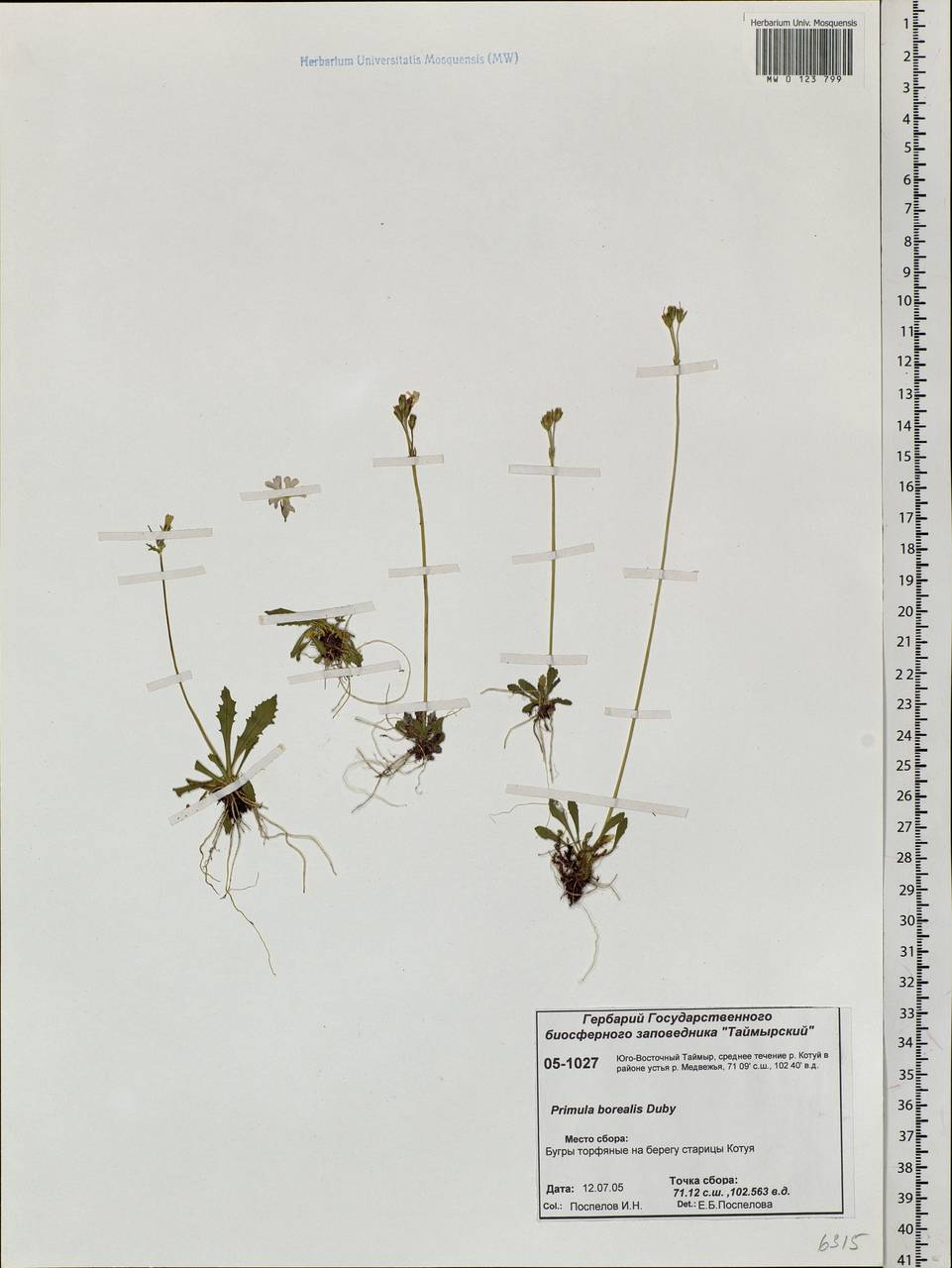Primula borealis Duby, Siberia, Central Siberia (S3) (Russia)