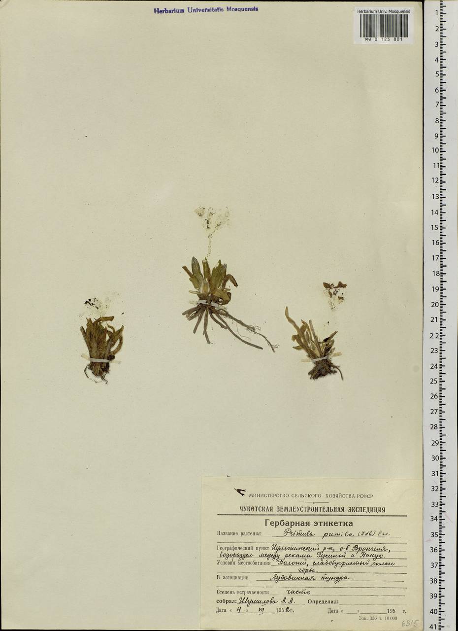 Primula eximia Greene, Siberia, Chukotka & Kamchatka (S7) (Russia)