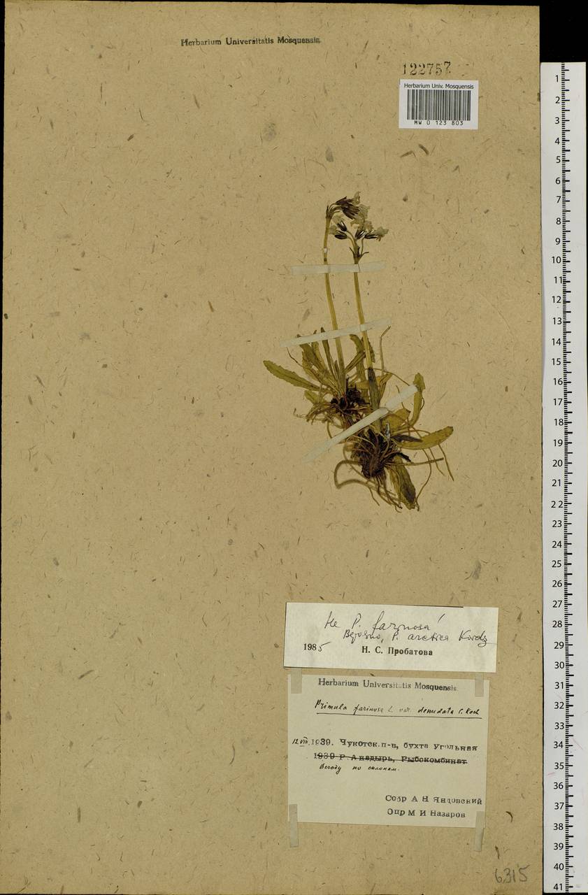Primula eximia Greene, Siberia, Chukotka & Kamchatka (S7) (Russia)