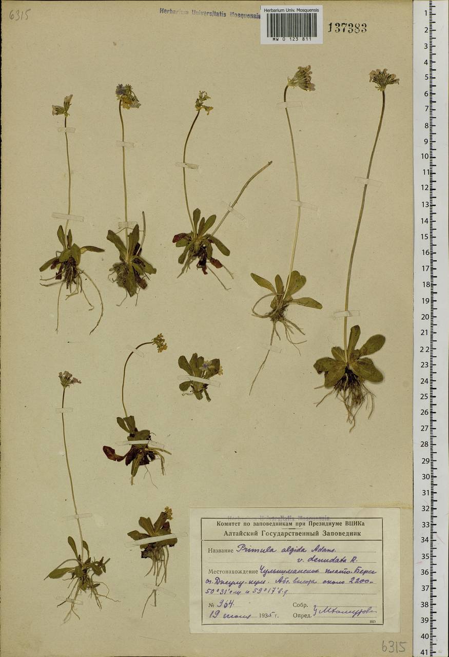 Primula algida Adams, Siberia, Altai & Sayany Mountains (S2) (Russia)