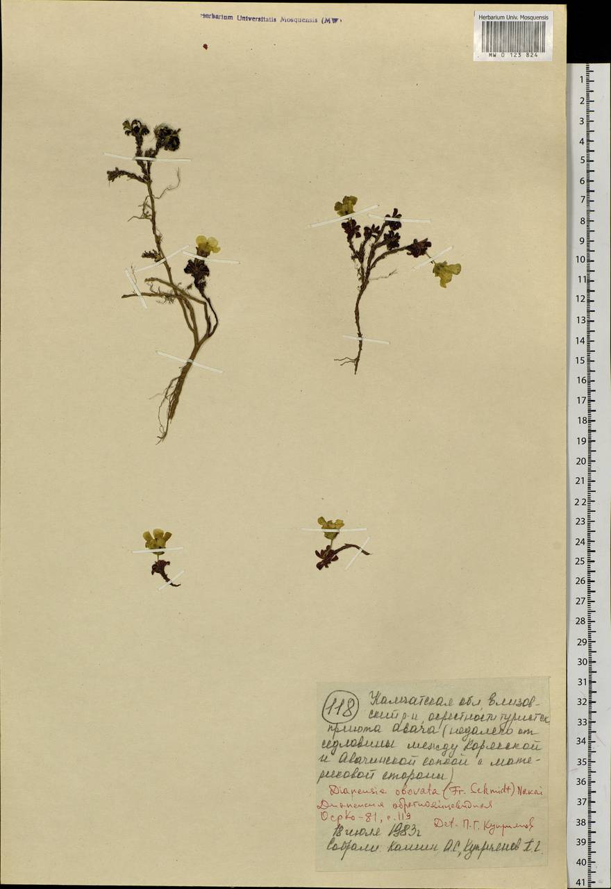 Diapensia obovata (F. Schmidt) Nakai, Siberia, Chukotka & Kamchatka (S7) (Russia)