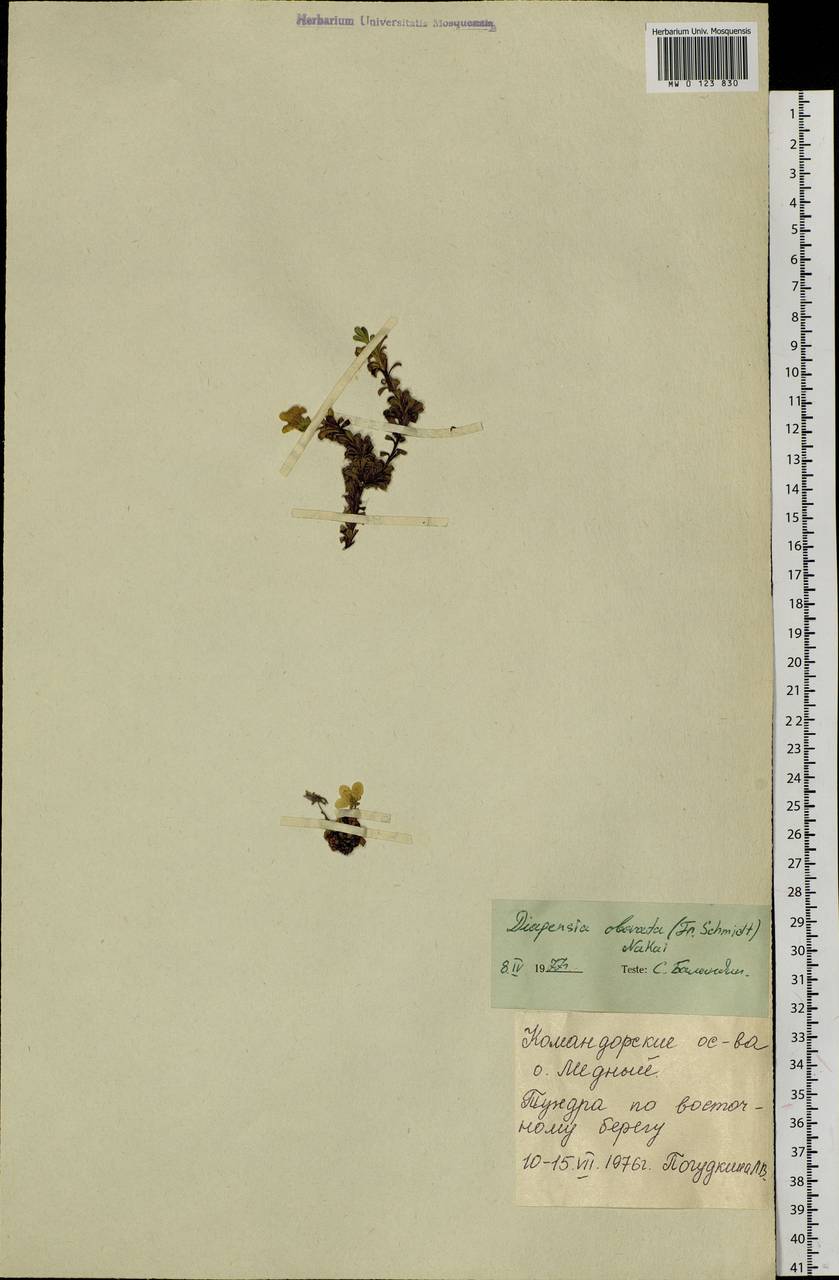 Diapensia obovata (F. Schmidt) Nakai, Siberia, Chukotka & Kamchatka (S7) (Russia)