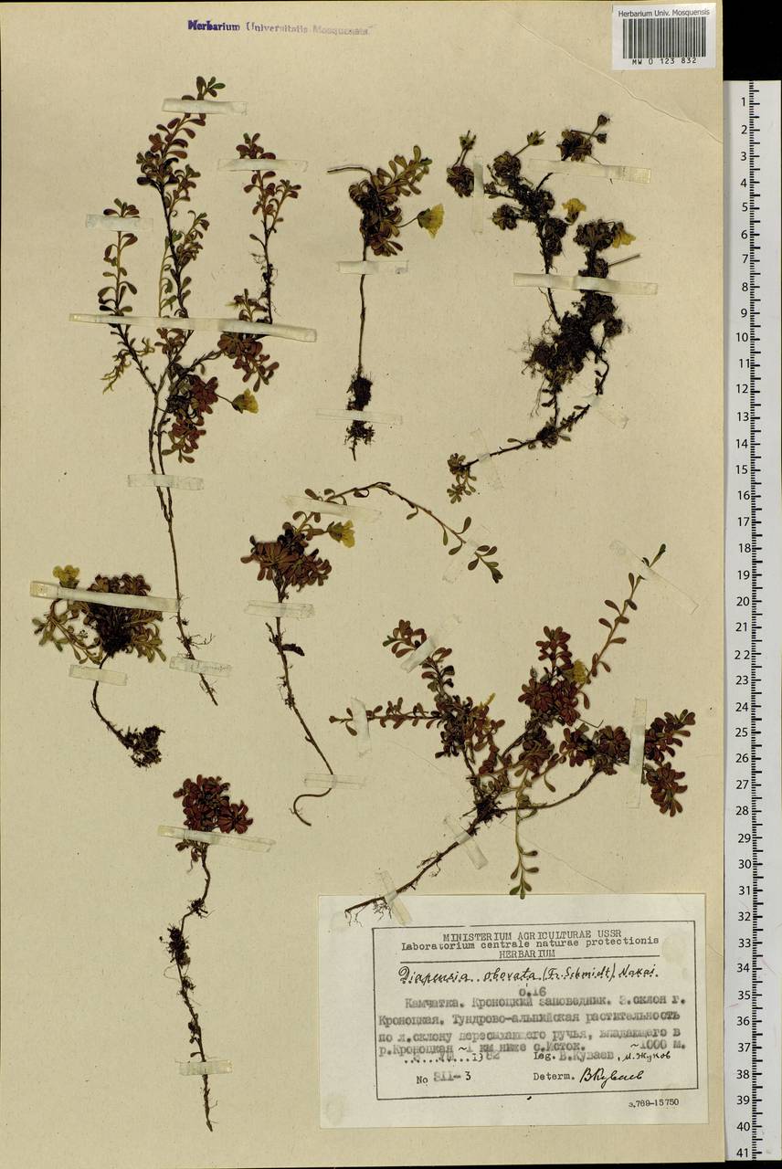 Diapensia obovata (F. Schmidt) Nakai, Siberia, Chukotka & Kamchatka (S7) (Russia)