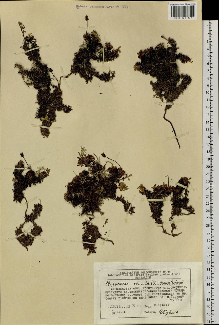 Diapensia obovata (F. Schmidt) Nakai, Siberia, Chukotka & Kamchatka (S7) (Russia)