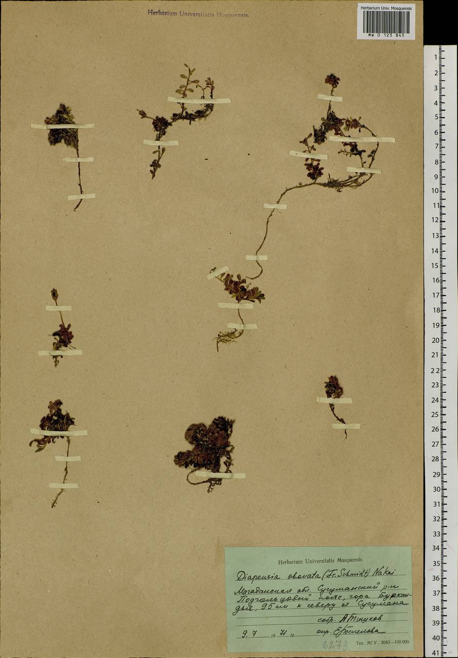 Diapensia obovata (F. Schmidt) Nakai, Siberia, Chukotka & Kamchatka (S7) (Russia)
