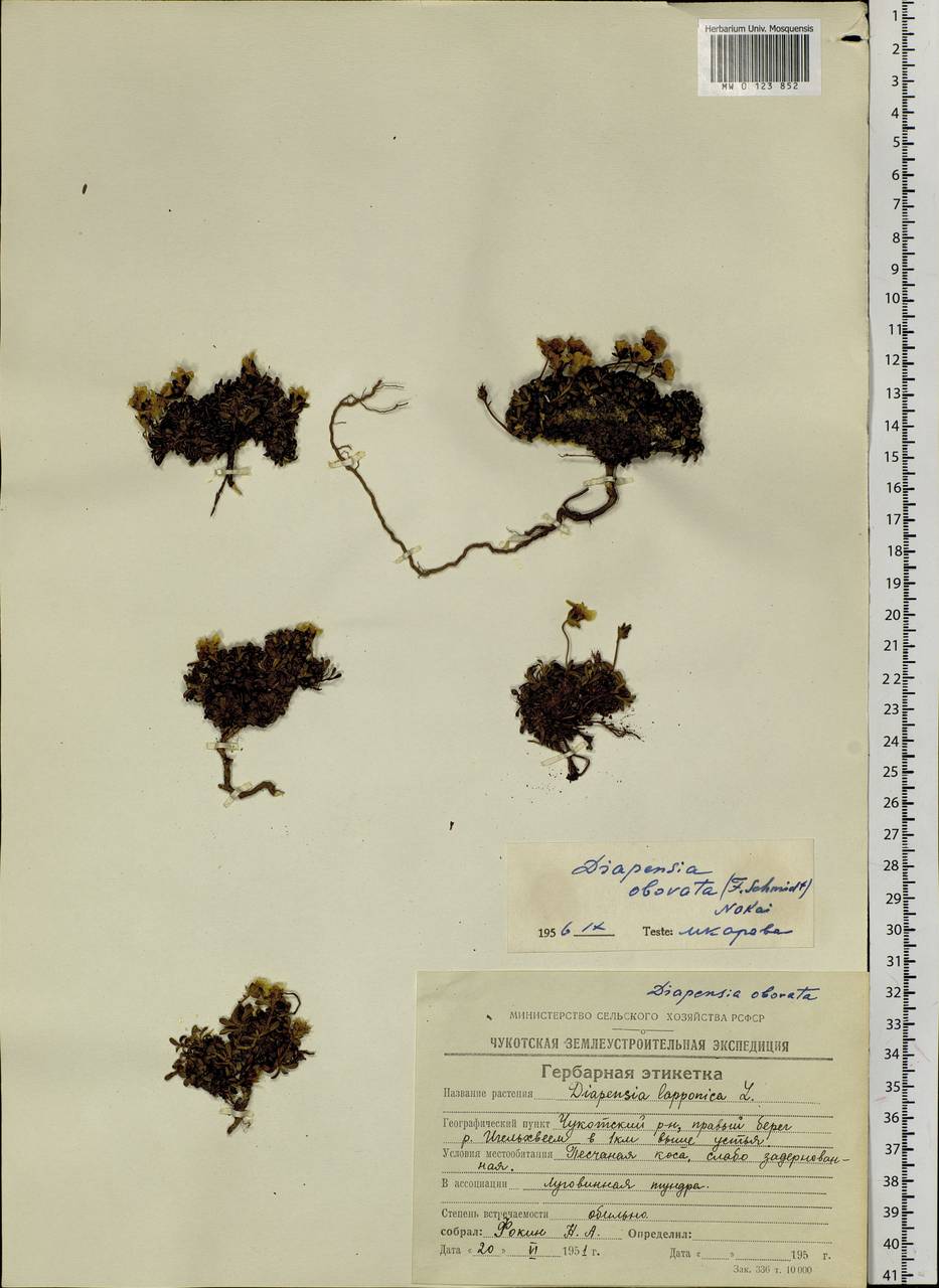 Diapensia obovata (F. Schmidt) Nakai, Siberia, Chukotka & Kamchatka (S7) (Russia)