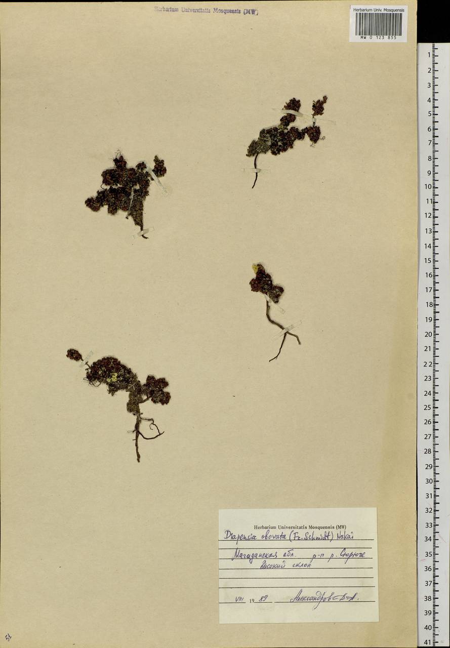 Diapensia obovata (F. Schmidt) Nakai, Siberia, Chukotka & Kamchatka (S7) (Russia)