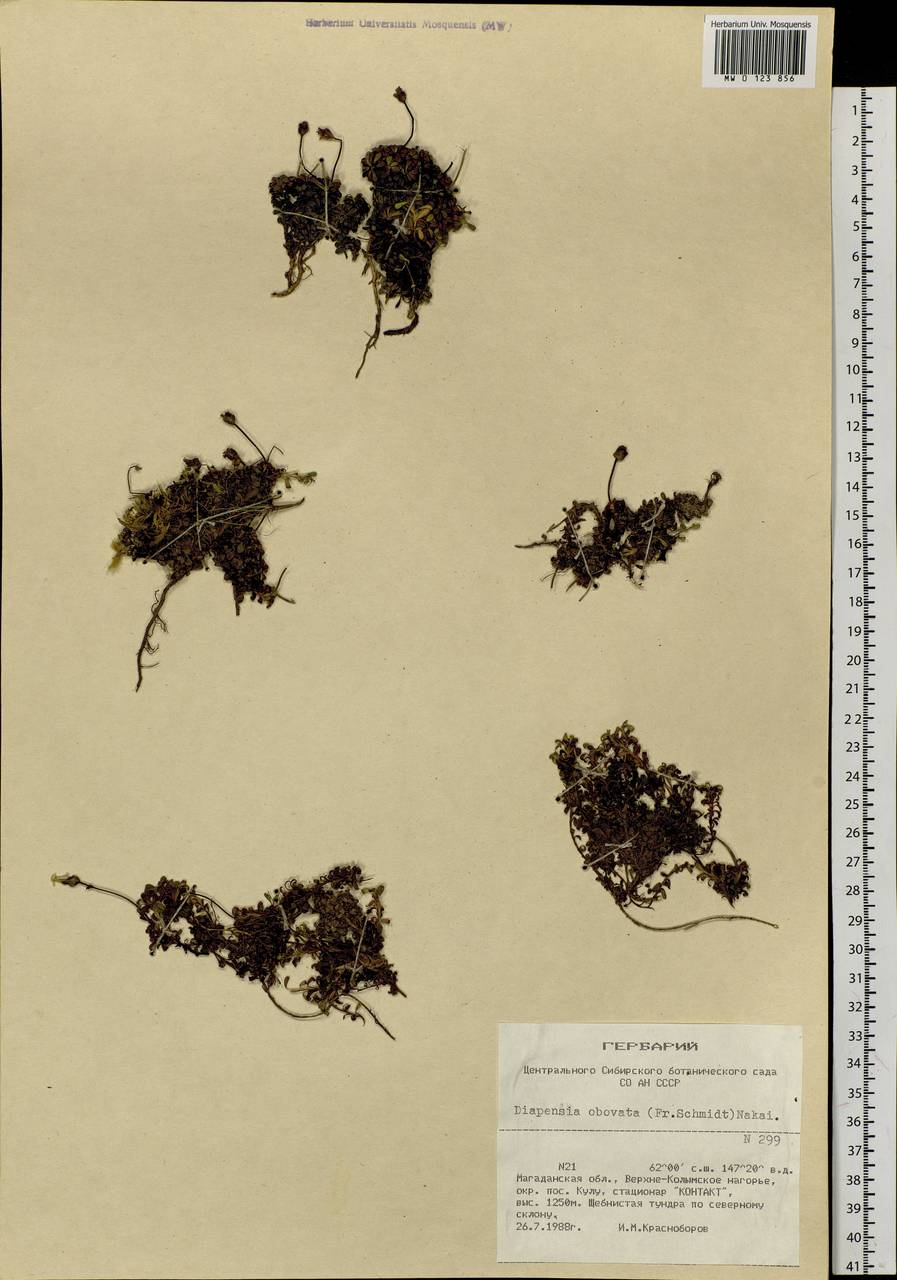 Diapensia obovata (F. Schmidt) Nakai, Siberia, Chukotka & Kamchatka (S7) (Russia)